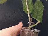 Hoya (vaškuolių)assorti. - nuotraukos Nr. 14