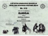 Grynaveisliai jorkšyro terjerai Lkd-fci - nuotraukos Nr. 6