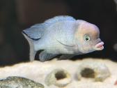 Delfinai