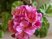 Pelargonija