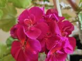 Pelargonija - nuotraukos Nr. 3