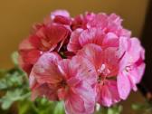 Pelargonija - nuotraukos Nr. 4