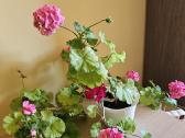 Pelargonija - nuotraukos Nr. 5