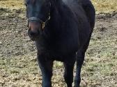 Grynaveislė žemaitukų veislės kumelaitė - nuotraukos Nr. 2
