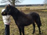 Grynaveislė žemaitukų veislės kumelaitė - nuotraukos Nr. 6