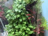 Ada 60p akvariumas su priedais - nuotraukos Nr. 5
