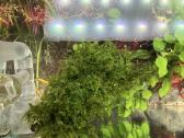 Ada 60p akvariumas su priedais - nuotraukos Nr. 6