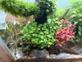 Ada 60p akvariumas su priedais - nuotraukos Nr. 7