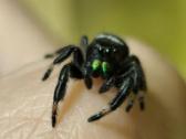 Parduoda jumpig spider