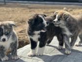 Akita Inu Tigriniai šuniukai - nuotraukos Nr. 7