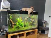 Akvariumas 200 litru