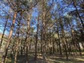 30 a sklypas miško apsuktas, tik 7km nuo Palangos - nuotraukos Nr. 2