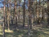 30 a sklypas miško apsuktas, tik 7km nuo Palangos - nuotraukos Nr. 3