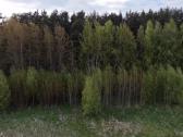 62 a sklypas prie Palangos – ribojasi su mišku - nuotraukos Nr. 5