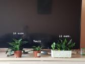 Kambarinė Gėlė Sansevieria