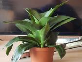 Kambarinė Gėlė Sansevieria - nuotraukos Nr. 2