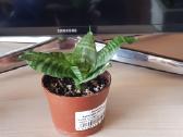 Kambarinė Gėlė Sansevieria - nuotraukos Nr. 3
