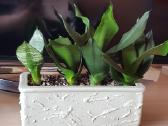 Kambarinė Gėlė Sansevieria - nuotraukos Nr. 4