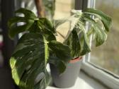 Monstera Deliciosa, Thai, Albo - nuotraukos Nr. 4