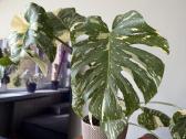 Monstera Deliciosa, Thai, Albo - nuotraukos Nr. 2