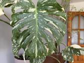 Monstera Deliciosa, Thai, Albo - nuotraukos Nr. 3