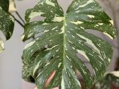 Monstera Deliciosa, Thai, Albo