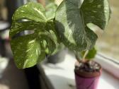 Didelis Monstera Thai Constellation augalas - nuotraukos Nr. 4