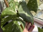 Didelis Monstera Thai Constellation augalas - nuotraukos Nr. 5