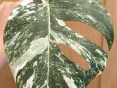 Monstera albo variegata pasodinta vazone