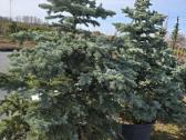 Eglė dygioji Glauca Globosa - nuotraukos Nr. 7