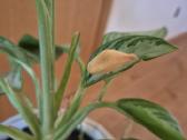 Kambarine gele-aglonema Silver Bay. - nuotraukos Nr. 4