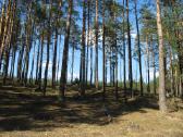 Namų valda prie Nemenčinės - nuotraukos Nr. 7