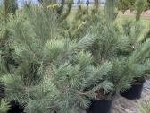 Juodoji pušis Pinus nigra, tujos Smaragd, Brabant - nuotraukos Nr. 2
