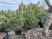 Juodoji pušis Pinus nigra, tujos Smaragd, Brabant - nuotraukos Nr. 3