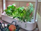 Smart Garden 9 "Click & Grow", Išmanusis sodas