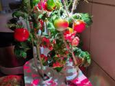 Smart Garden 9 "Click & Grow", Išmanusis sodas - nuotraukos Nr. 7