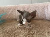 Devon Rex - nuotraukos Nr. 4