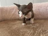 Devon Rex - nuotraukos Nr. 5