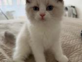 Ragdoll - nuotraukos Nr. 3