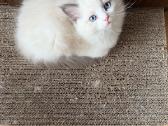 Ragdoll - nuotraukos Nr. 4