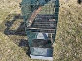 Degu narvas - nuotraukos Nr. 2