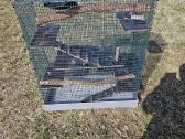 Degu narvas - nuotraukos Nr. 3