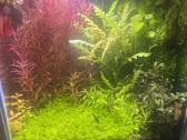 Akvariumo komplektas - nuotraukos Nr. 2
