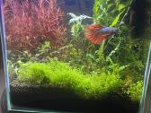 Akvariumo komplektas - nuotraukos Nr. 3