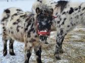 Apaloosa poni eržiliukas