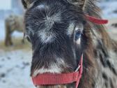 Apaloosa poni eržiliukas - nuotraukos Nr. 6