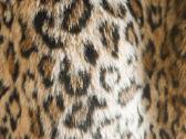 Bershka leopardinis kailinukas S/XS/m - nuotraukos Nr. 4