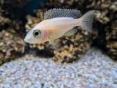 Pundamilia nyererei, Acei, yellow, firefish - nuotraukos Nr. 2