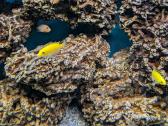 Pundamilia nyererei, Acei, yellow, firefish - nuotraukos Nr. 4