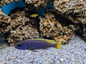 Pundamilia nyererei, Acei, yellow, firefish - nuotraukos Nr. 5